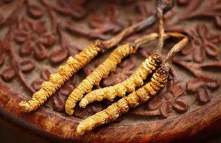 冬蟲夏草與西洋參的協(xié)同作用 對(duì)肝腎及支氣管哮喘的療效與人參種植前景