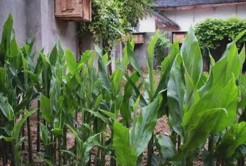 田間珍寶 地上酷似生姜、營養堪比人參的野生野菜